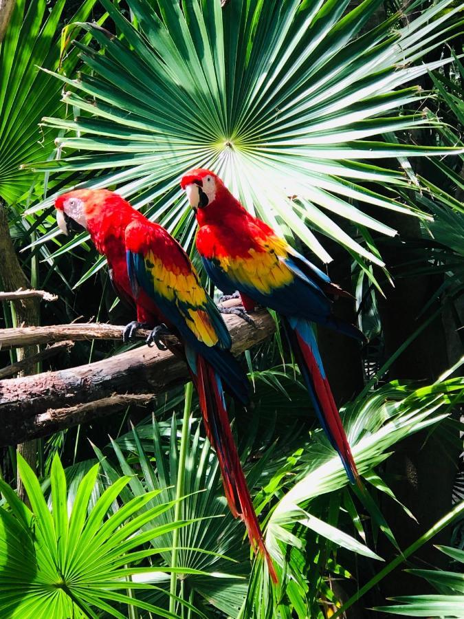 Hacienda Xcaret Otel Solidaridad Dış mekan fotoğraf